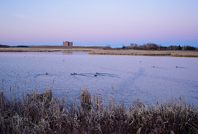 ducks and higher education