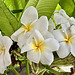 Plumeria