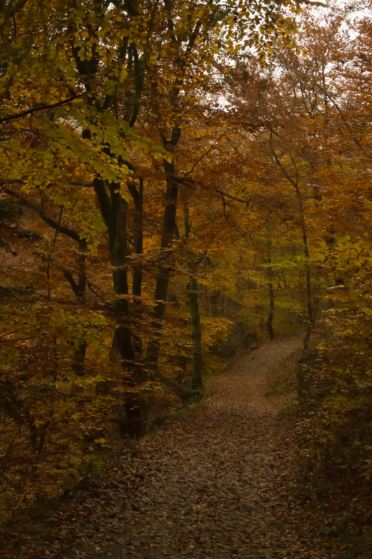 Eifel - Traumpfad Eltzer Burgpanorama