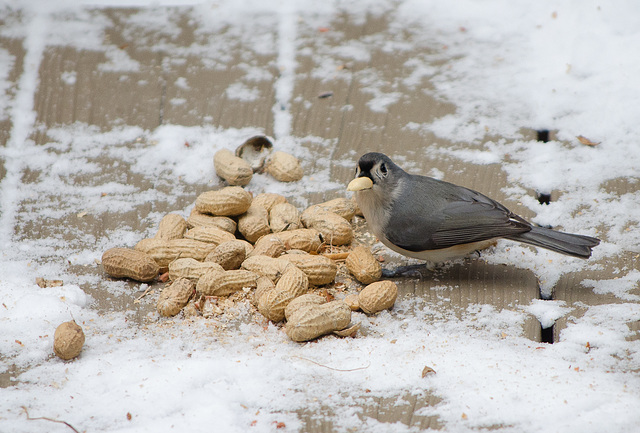 Tufted Titmouse