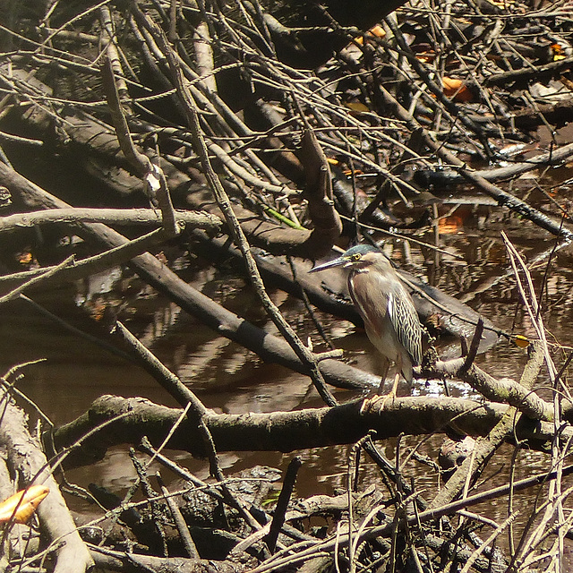 Striated Heron, Nariva Swamp afternoon