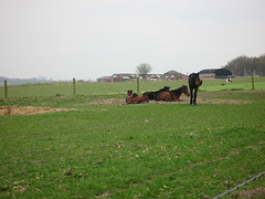 Baggeridge Wood Farm