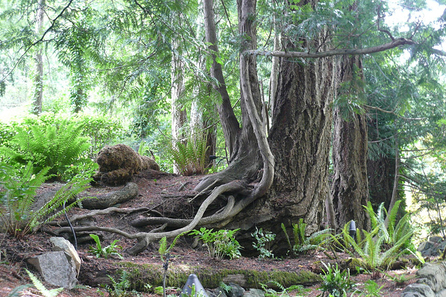 Moss Sculpture At The Butchart Gardens