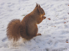 Frozen nuts