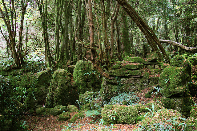 Puzzlewood