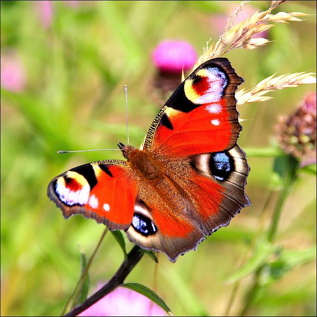 The Peacock