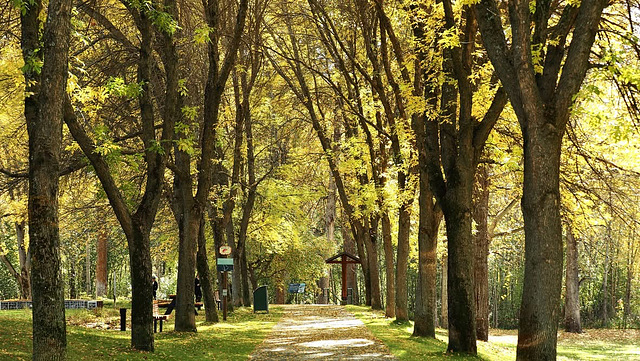 Fall colours in our area.