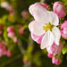 April Joy, Apple Blossom