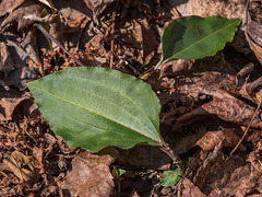 Tipularia discolor (Crane-fly orchid)