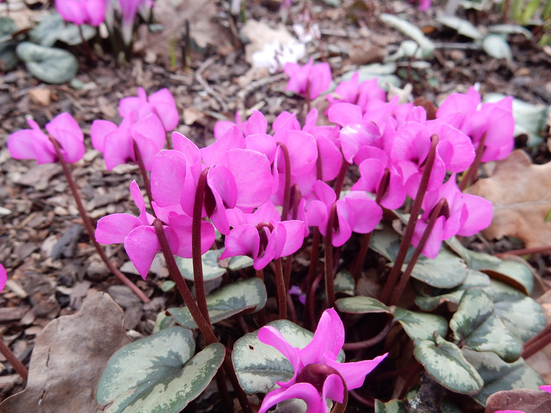 Cyclamen coum in Vollblüte