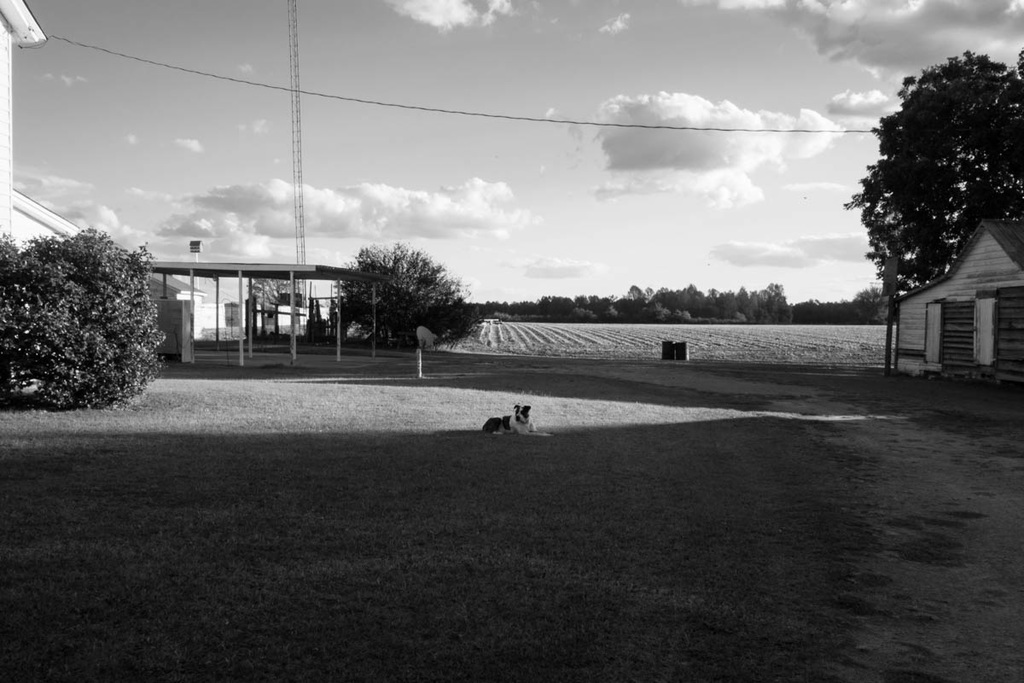 Dog Shadow