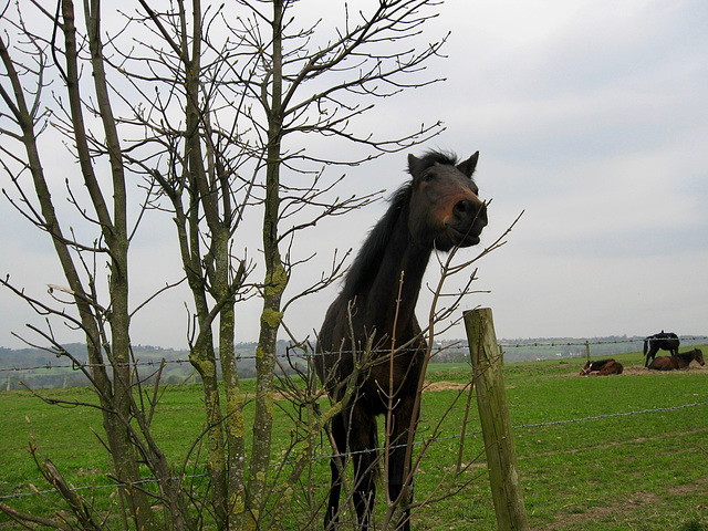 Baggeridge Wood Farm