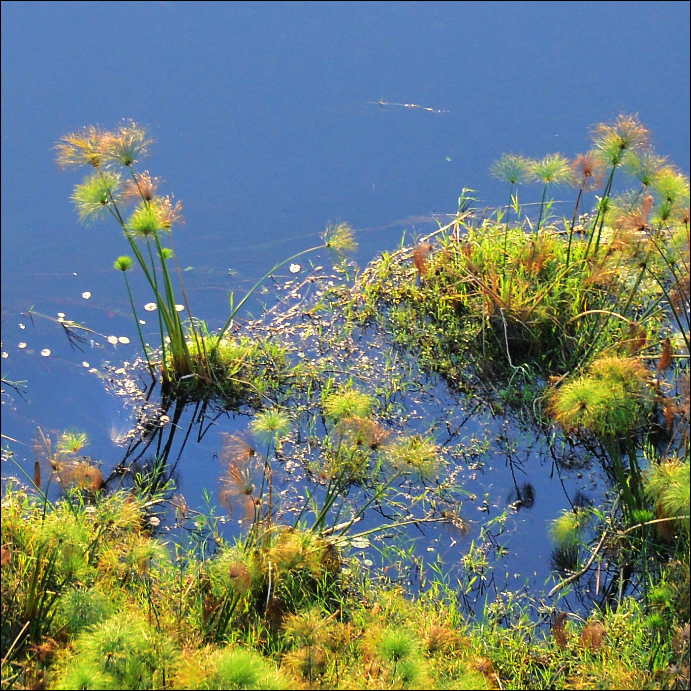 Cyperus papyrus.