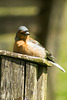 Lounging Chaffinch 01