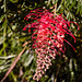 The Grevillea