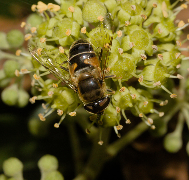 HoverflyIMG 3588