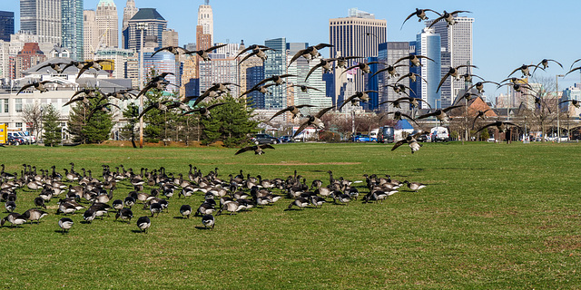 " le peuple migrateur" au-dessus de New York