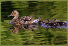 La famille Colvert