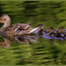 La famille Colvert