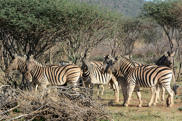 Namibia, Zebras in the Erindi Game Reserve
