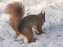 Snow is making hiding the nuts more difficult!