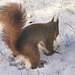 Snow is making hiding the nuts more difficult!