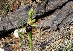 Ophrys de Provence