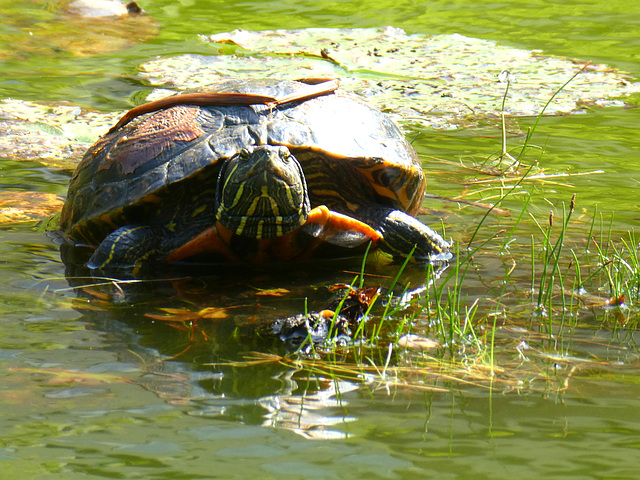 Roodwangschildpad