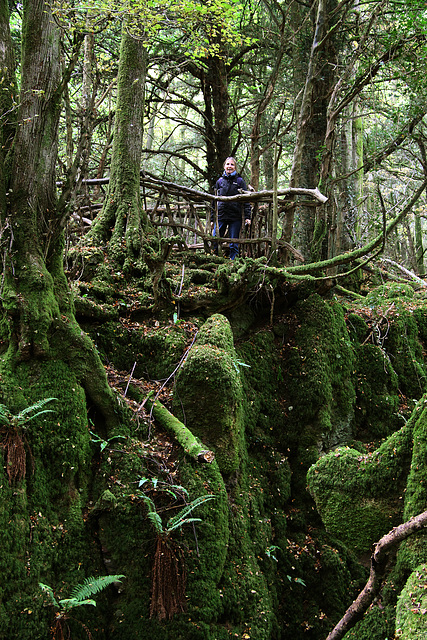 Puzzlewood