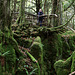 Puzzlewood