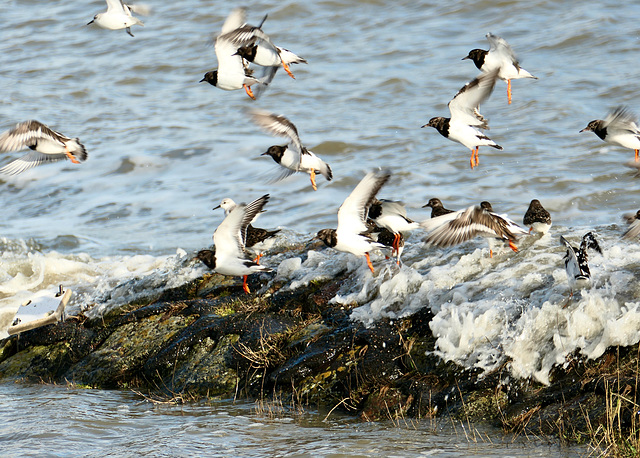 Flucht vor dem heranrauschenden Wasser   (PiP)