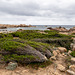 CORSICA - Bruzzi