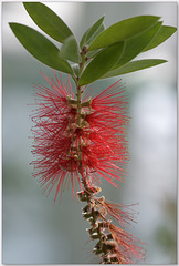 Crimson bottlebrush