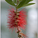 Crimson bottlebrush
