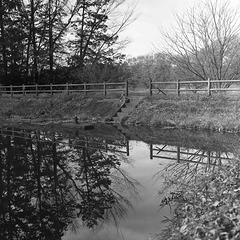 Reflexion on the pond