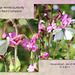 Large White butterfly on Red Campion Havenstreet  - Isle of Wight - 31.5.2013