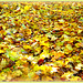 309/365 - Herbstlaub / autumn Leaves