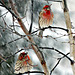 Male House Finches