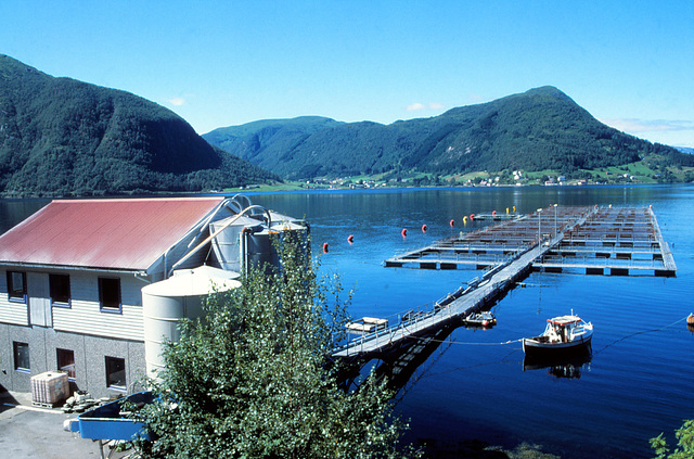 Lachsfarm in einem norwegischen Fjord (2 PiPs)