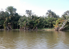 Jungle nicaraguayenne