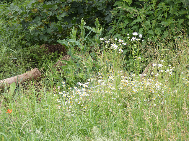Wiesenblumen
