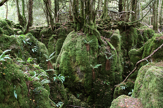 Puzzlewood