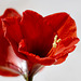 Amaryllis rouge
