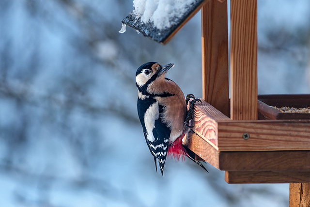 Specht im Winter