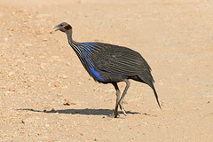 Vulturine guineafowl