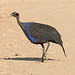 Vulturine guineafowl