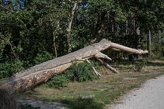 20140911 5140VRAw [NL] Krokodil mit Schlange, Skulptur, Terschelling