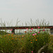 Bridge over flowers