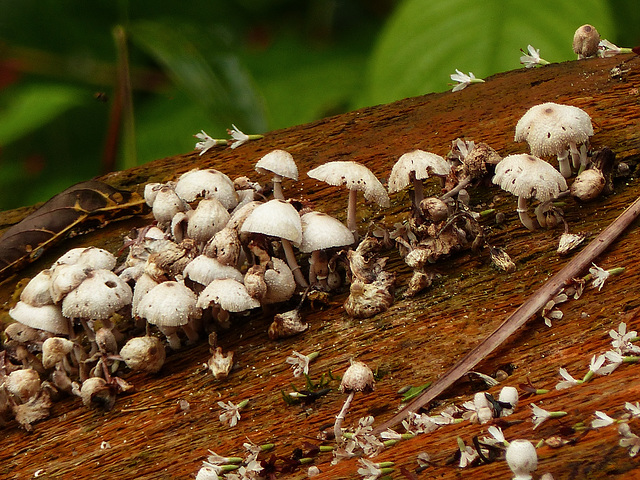 A sprinkling of mushrooms, Asa Wright Nature Centre