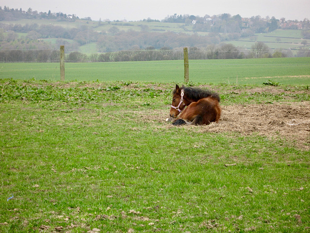 Baggeridge Wood Farm